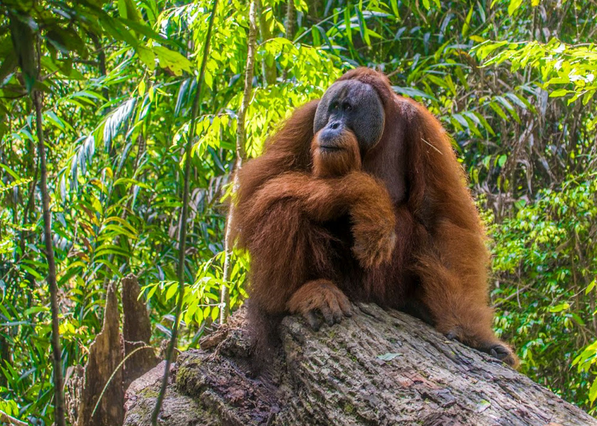 Leuser Ecosystem Orangutan Experience | Orangutan Odysseys